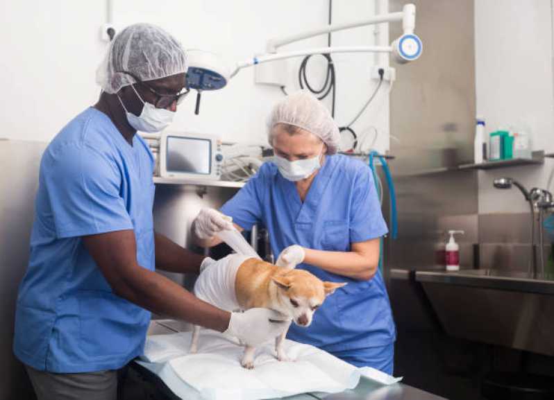 Cirurgia Castração Cachorro Marcar Vila São Francisco - Cirurgia de Patela em Cachorro