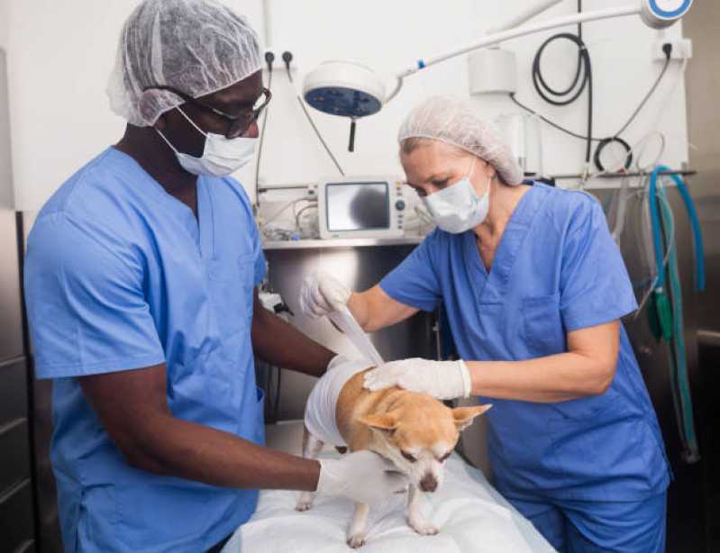 Cirurgia Castração Cachorro Chácara Flora - Cirurgia de Patela em Cachorro