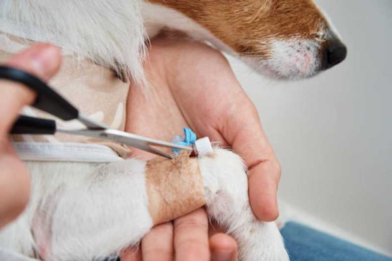 Clínica Especializada em Internação Animal Várzea de Baixo - Internação para Cachorros