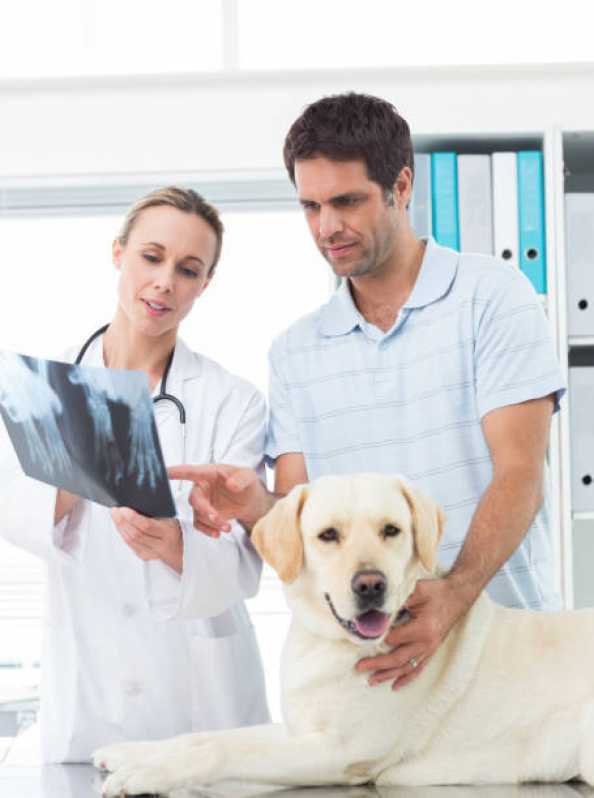 Clínica Especializada em Ortopedia Animal Jardim Hípico - Ortopedia para Cachorro