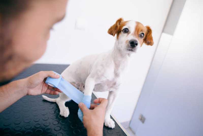 Clínica Especializada em Ortopedia para Animais de Pequeno Porte Chácara Pouso Alegre - Ortopedia para Cachorro