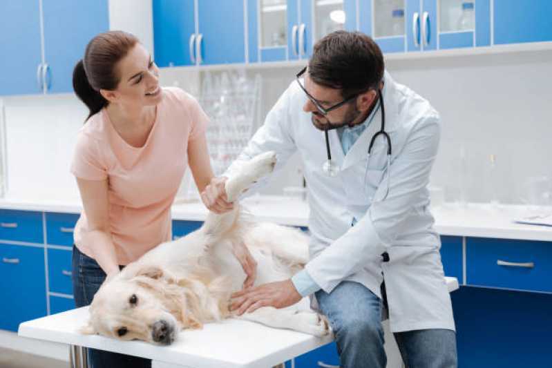Clínica Especializada em Ortopedia para Cachorro Vila Castelo - Ortopedia para Cachorro