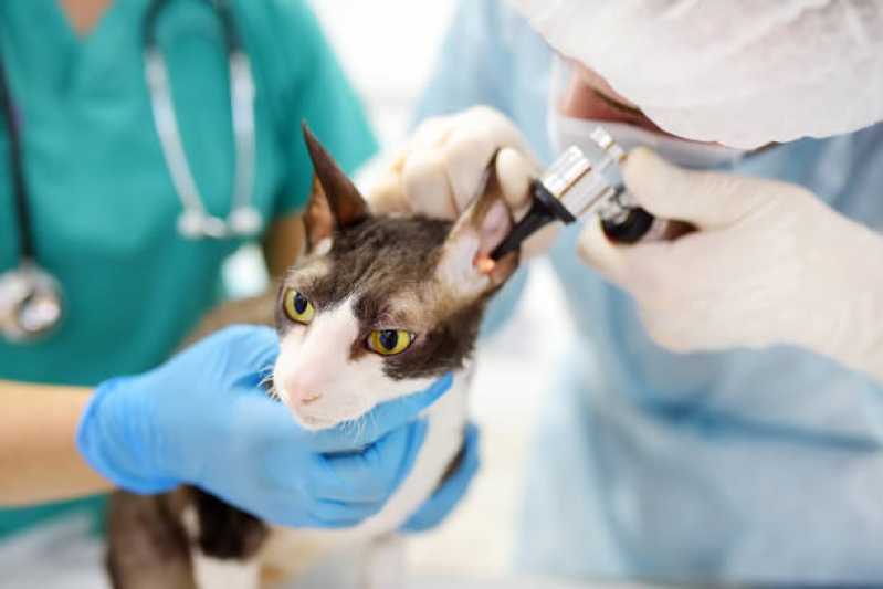 Clínica Especializada em Ortopedista para Gatos Chácara Monte Alegre - Ortopedista para Gatos