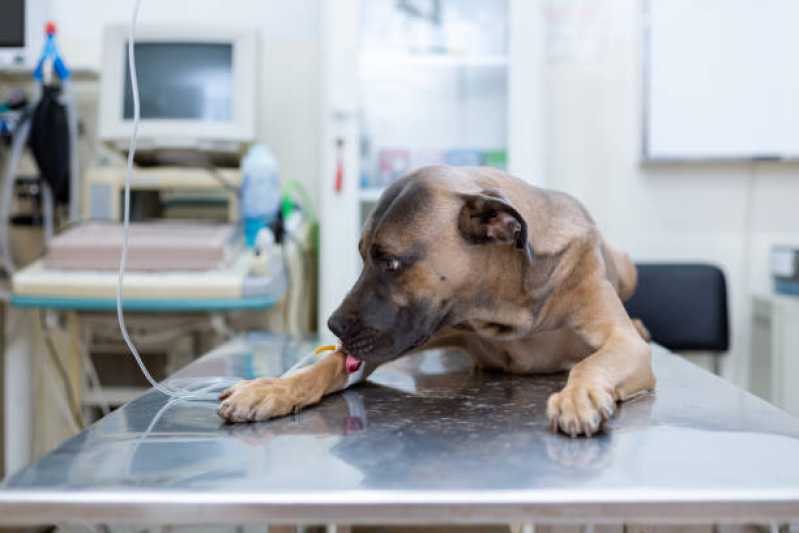 Internação para Cães Clínica Serra Pelada - Internação para Animais