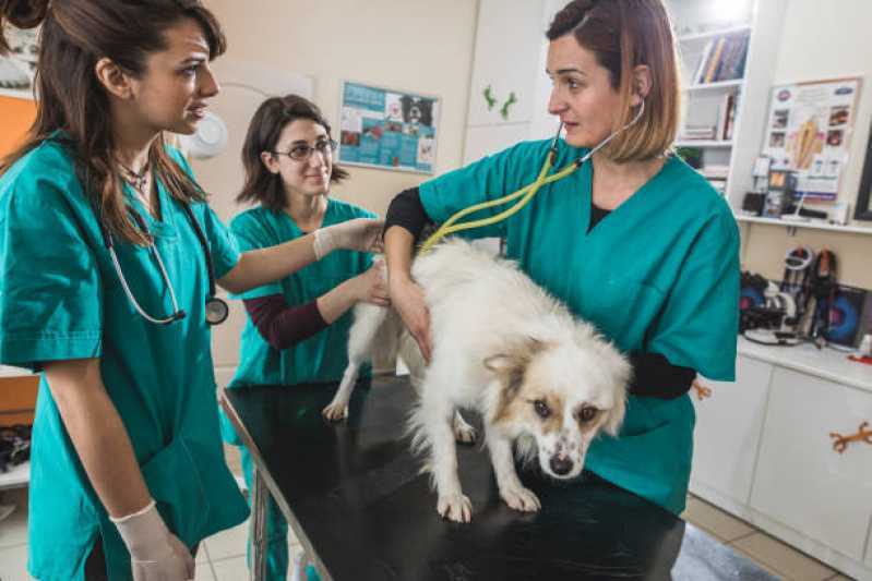 Internação Veterinária 24 Horas Vila Caravelas - Internação para Cachorros
