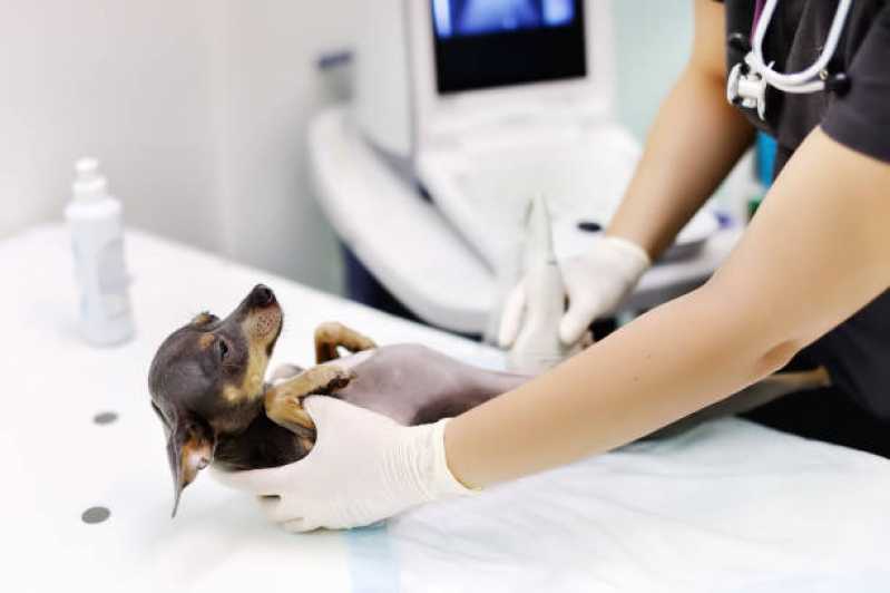 Ortopedia para Animais de Pequeno Porte Clínica Jardim Rebouças - Ortopedia para Cachorro