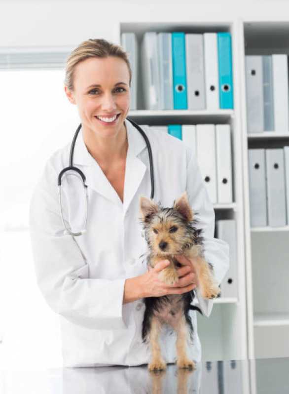 Ortopedia para Animais de Pequeno Porte Jardim Mirassol - Ortopedia para Cachorro