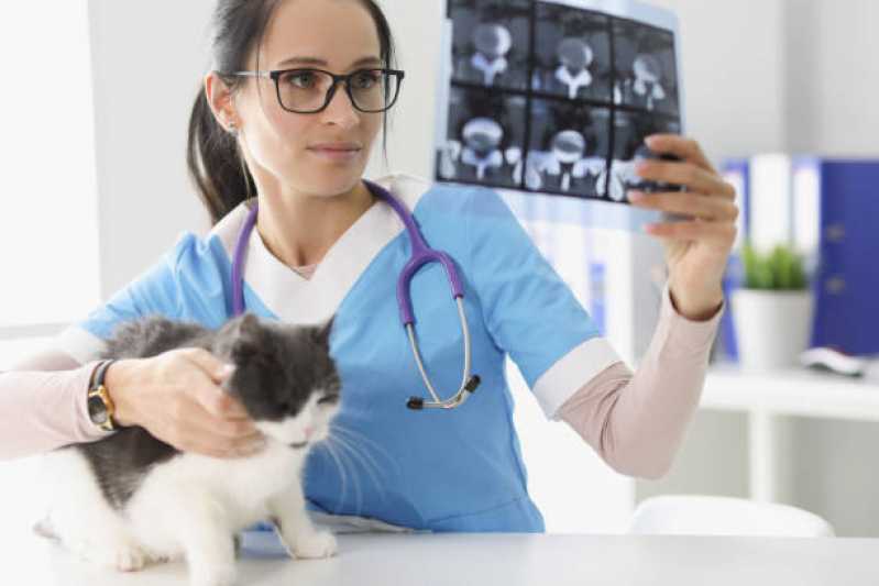 Ortopedia para Cachorro Clínica Jardim Petrópolis - Ortopedista para Gatos