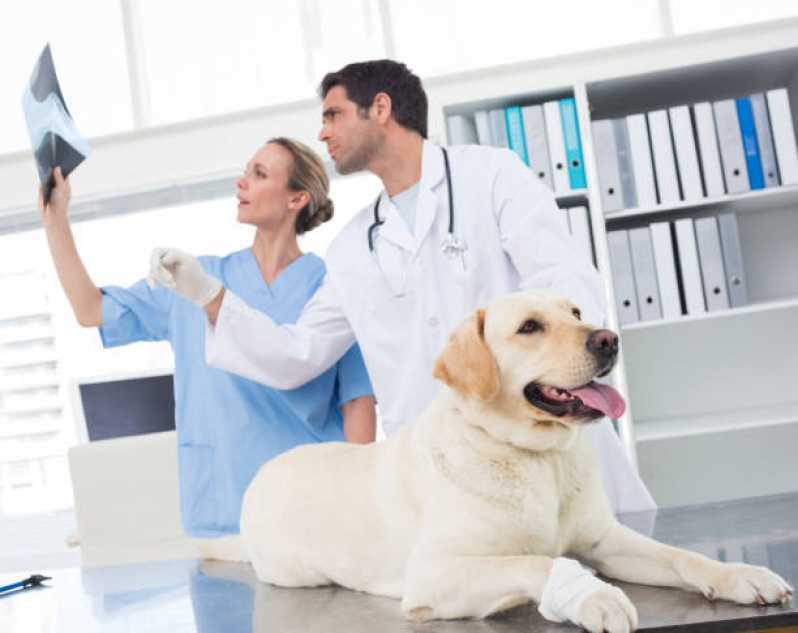 Ortopedia para Cachorro de Pequeno Porte Santo Amaro - Ortopedia para Cachorro