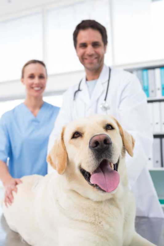 Ortopedia para Cães e Gatos Clínica Alto da Boa Vista - Ortopedista para Gatos