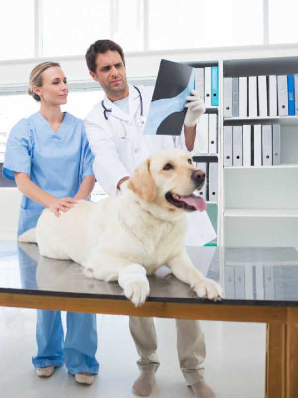Ortopedista de Cachorro Clínica Chácara Flora - Ortopedia para Cachorro