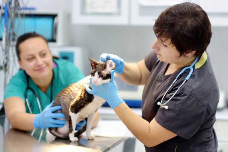Ortopedista para Gatos Clínica Vila das Belezas - Ortopedista para Gatos
