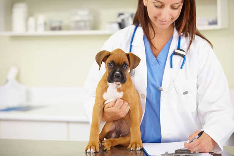 Ortopedista Veterinário Clínica Jardim Bela Vista - Ortopedia para Cachorro