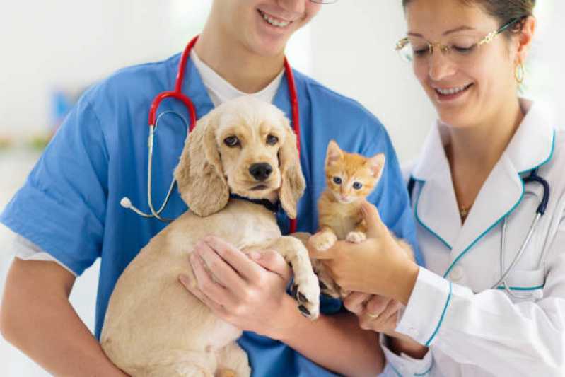 Ortopedista Veterinário Várzea de Baixo - Ortopedista para Gatos