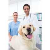 clínica especializada em ortopedia para cachorro de pequeno porte Parque Arariba