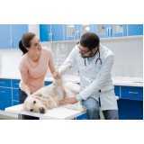 clínica especializada em ortopedia para cachorro Jardim Macedônia
