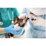 clínica especializada em ortopedista para gatos Vila Elvira