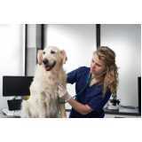 clínica veterinária para cachorro contato Vila das Belezas