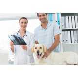 ortopedia animal clínica Vila do Cruzeiro