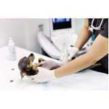 ortopedia para animais de pequeno porte clínica Chácara Monte Alegre