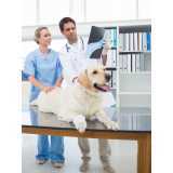 ortopedia para cachorro de pequeno porte clínica Chácara Monte Alegre