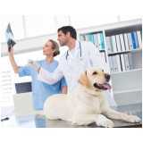 ortopedia para cães de médio porte Chácara Flora