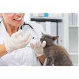 telefone de clínica veterinária de cães e gatos Vila Caravelas