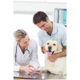 veterinário para cachorro Vila Elvira