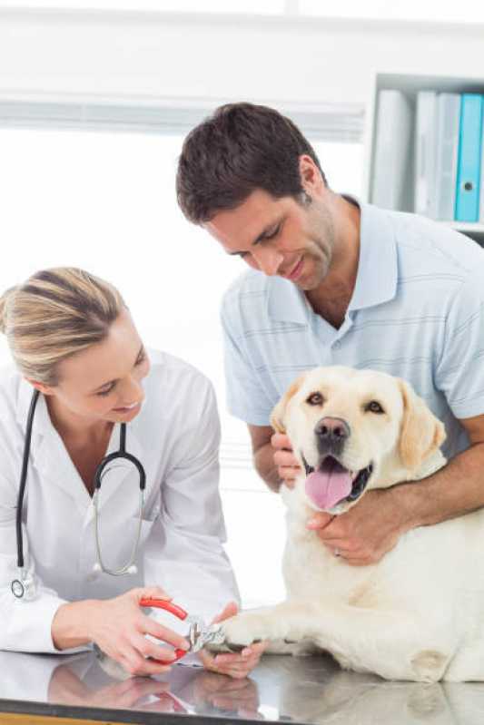Veterinário para Cachorro Chácara Pouso Alegre - Veterinário para Animais